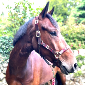 Capezza Pony Polo Pedro