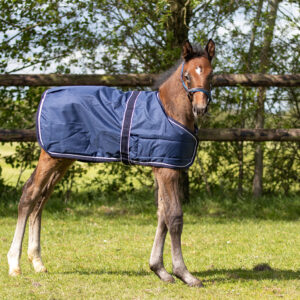 Coperta da paddock per puledro 100gr Navy